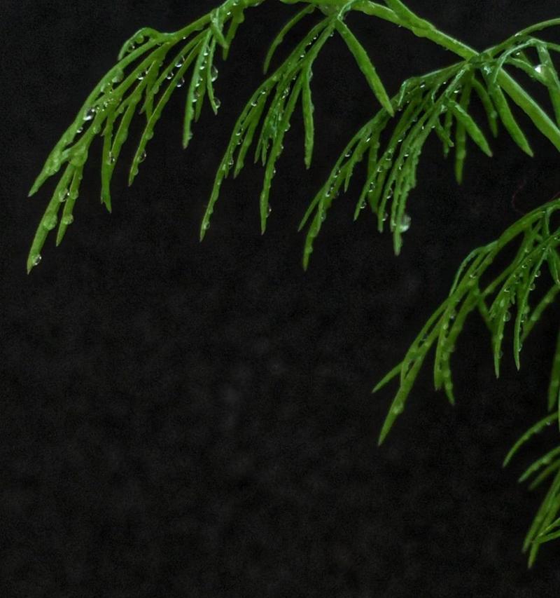在暗环境下如何用手机拍出好看的照片？