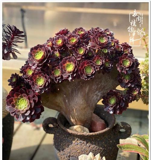 翡翠圣贤魔兽怎么打的？有哪些有效的战斗策略？