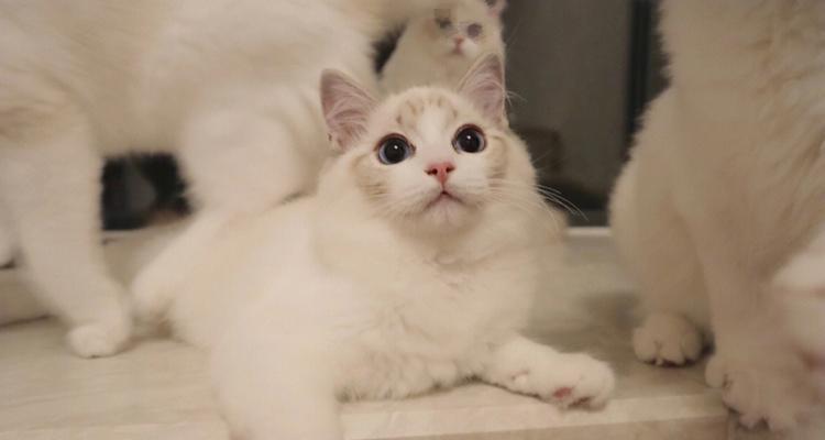呆头鹅小猫在英雄联盟中的名字是什么？它的技能介绍？