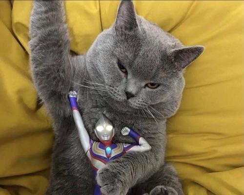 呆头鹅小猫在英雄联盟中的名字是什么？它的技能介绍？