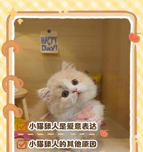 小猫舔数据线如何阻止？舔数据线对小猫健康有影响吗？