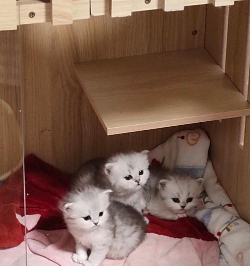 小猫舔数据线如何阻止？舔数据线对小猫健康有影响吗？