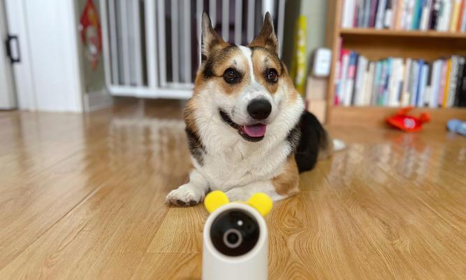 干摄像头的泰迪叫什么？有什么特别之处？